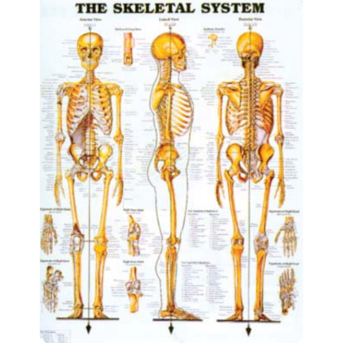 Skeletal System