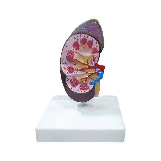 Human Kidney Model | Almost Life Size