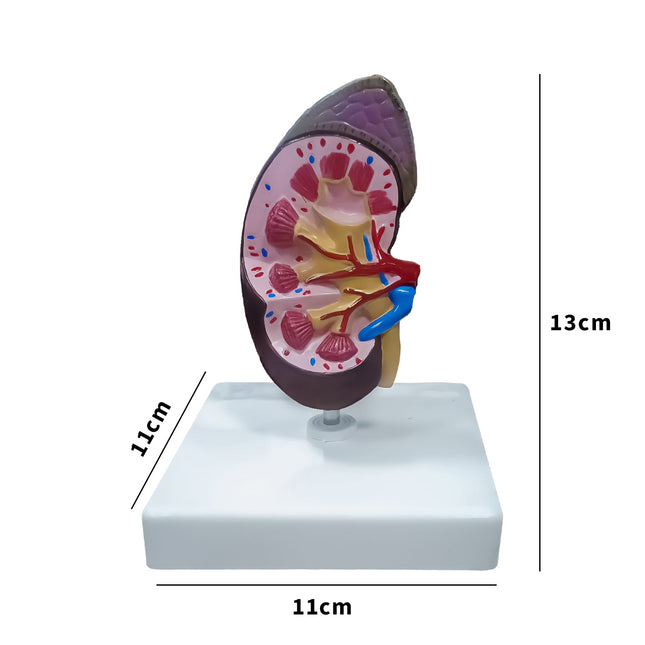 Human Kidney Model | Almost Life Size