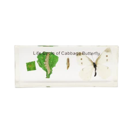 Real Life Specimens of Cabbage Butterfly Life Cycle Apparatus Kit