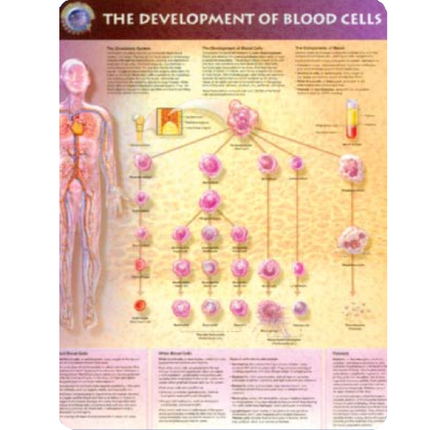 The Blood Cells