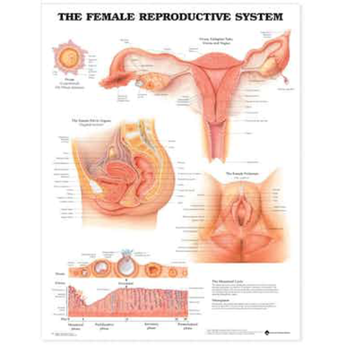 The Female Reproductive System