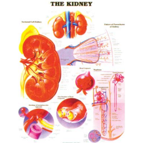 The Kidney