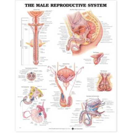 The Male Reproductive System