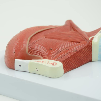 Muscles of Tongue and Throat Model