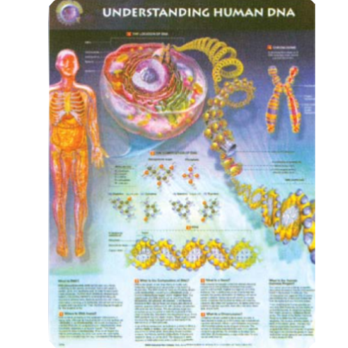 Dna And Humam Understanding Human DNA – Vision International Medical & Scientific ...