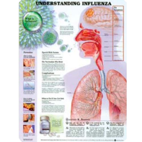 Understanding Influenza