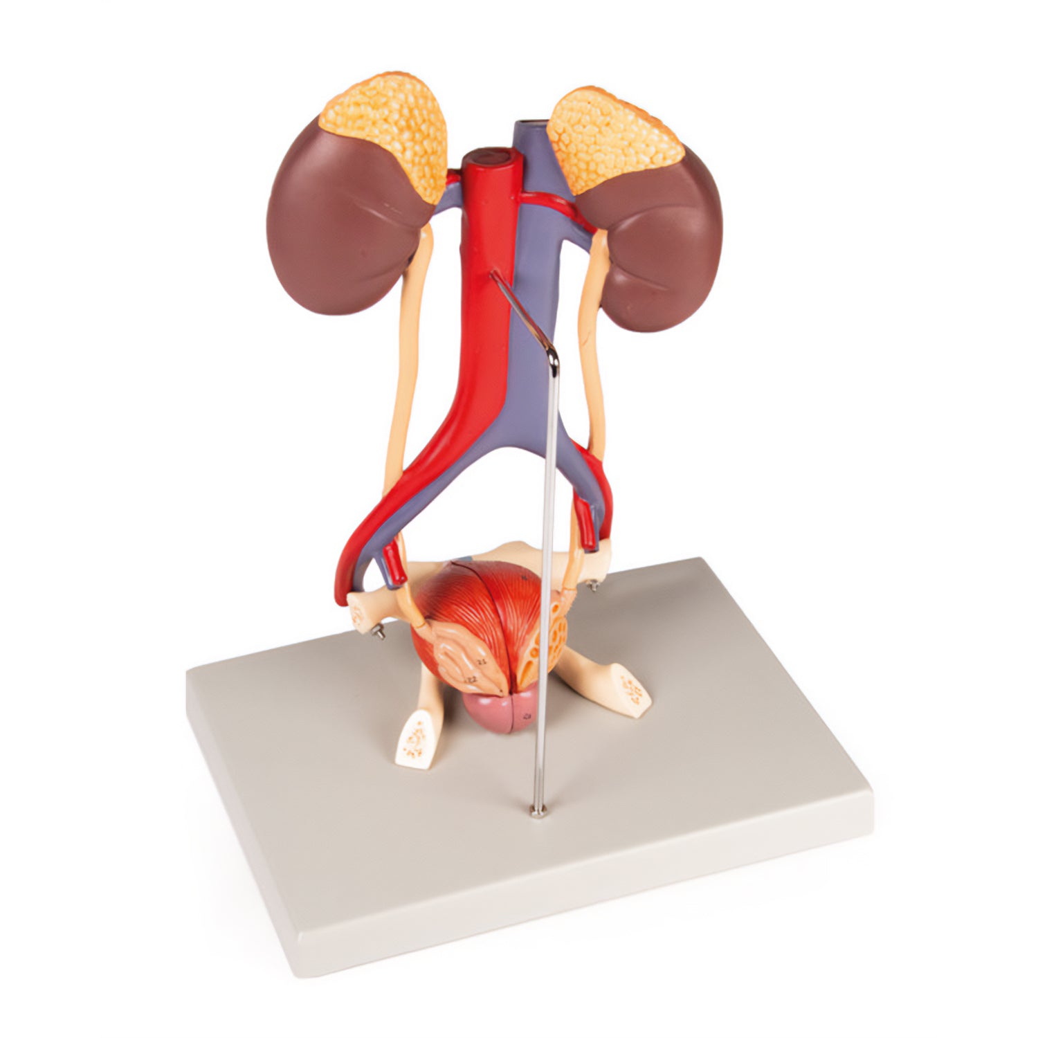 Interactive Urinary System Urinary System Model | Life-Size | 5 Parts | Educational Anatomy Tool ...