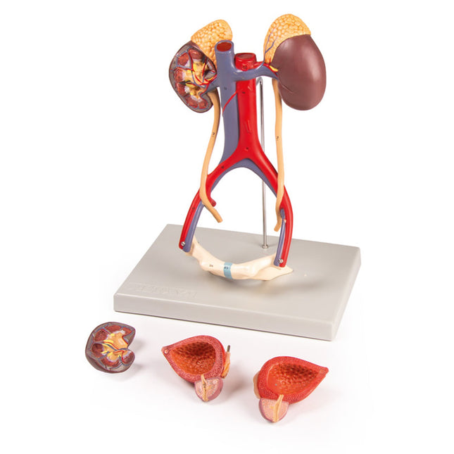 Urinary System Model | Life-Size | 5 Parts | Educational Anatomy Tool