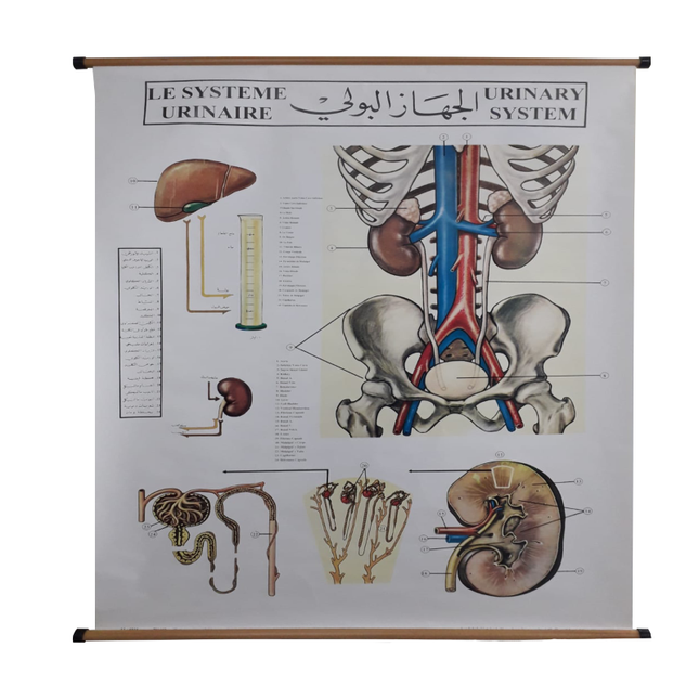 Urinary System Chart