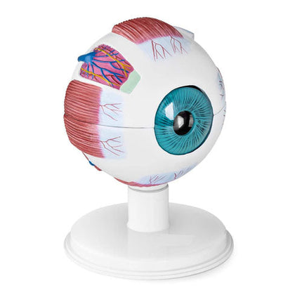 Expansion Anatomy Model of Eyeball