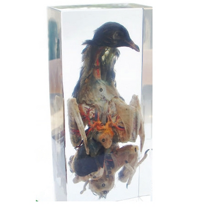 Specimen of Pigeon Dissection