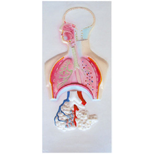 Anatomy Model of Respiratory System