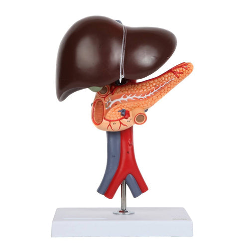 Anatomy Model of Liver Pancreas & Duodenum