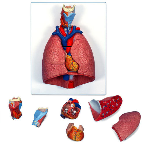 Anatomy Model of Respiratory System