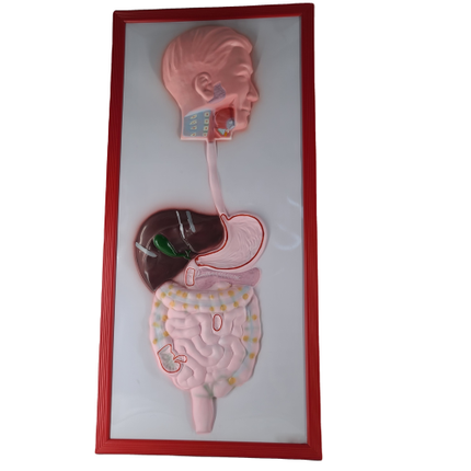 Anatomy Model of Digestive System