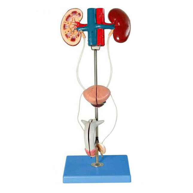 Anatomy Model of Male Urinary System