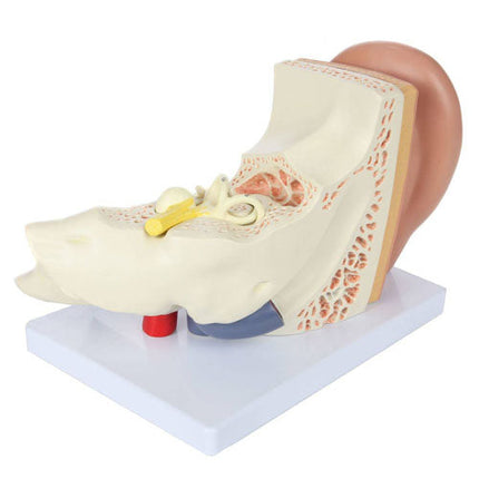 Expansion Model of Ear Dissection