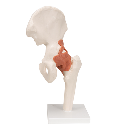 Hip Joint Model