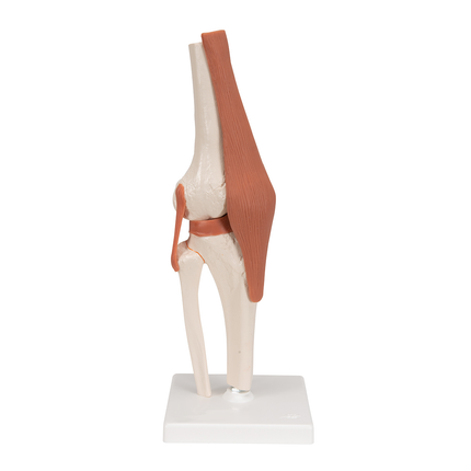 Human Knee Joint Life Knee Joint Model