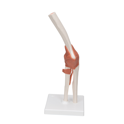 Elbow Joint Model