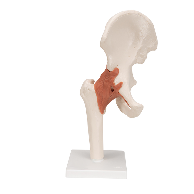 Hip Joint Model