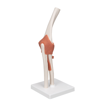 Elbow Joint Model