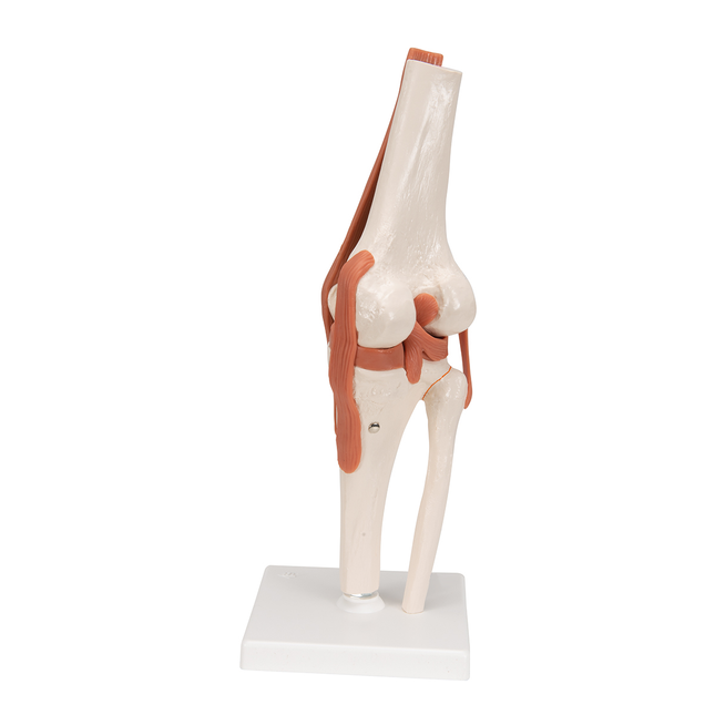 Human Knee Joint Life Knee Joint Model