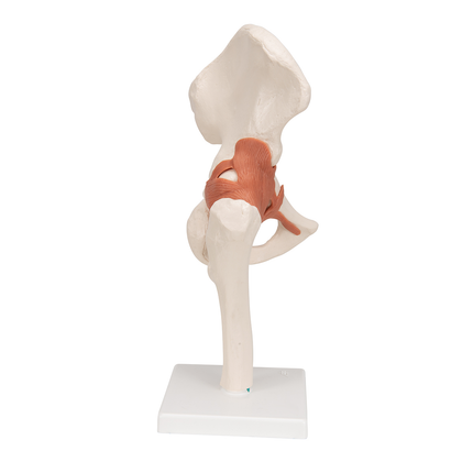 Hip Joint Model