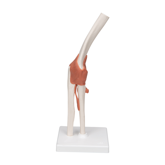 Elbow Joint Model